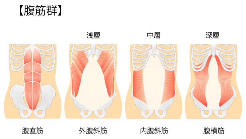 腹筋腹斜筋