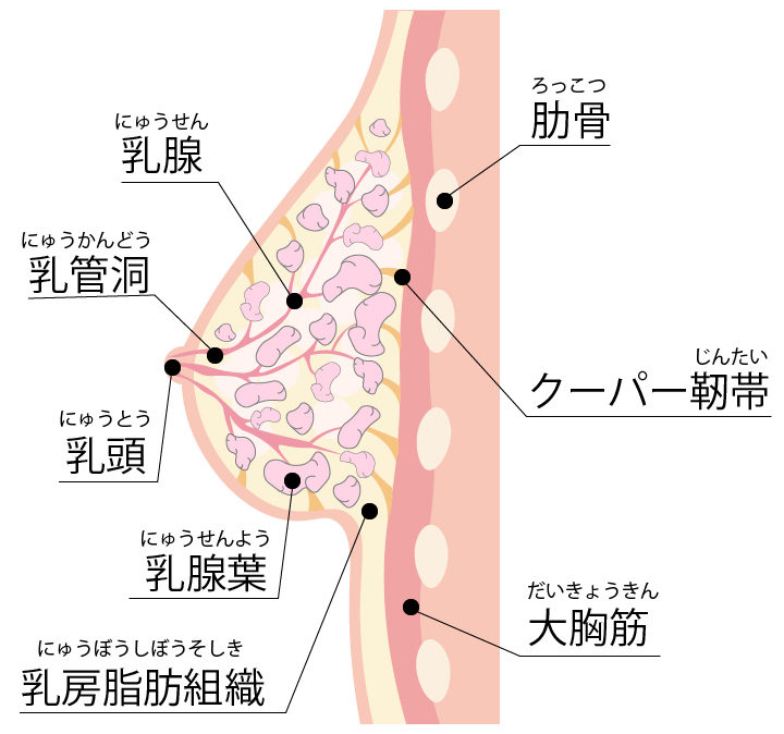 バストの中身