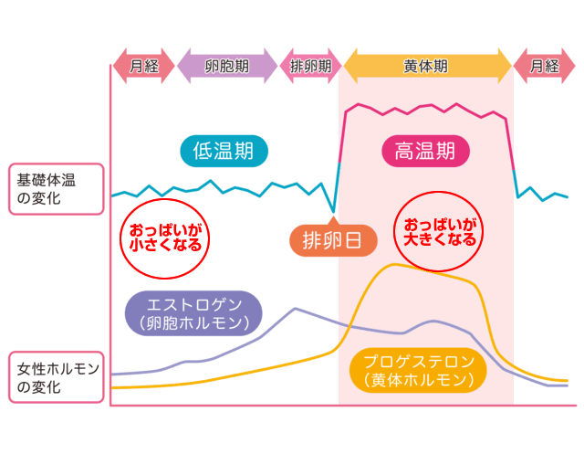 女性ホルモンとおっぱいの関係